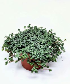 פילאה אפורה ע.12