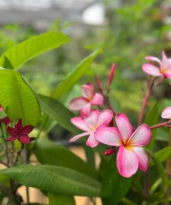 פיטנה פלומריה
