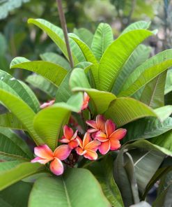 פיטנה פלומריה