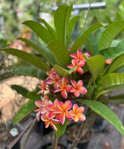 פיטנה פלומריה