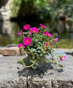 פורטולקה עציץ 12