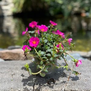 פורטולקה עציץ 12