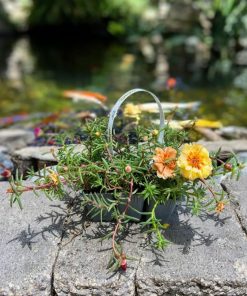 פורטולקה בשישייה