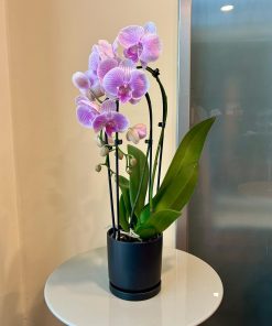 סחלב קשת בכלי שחור