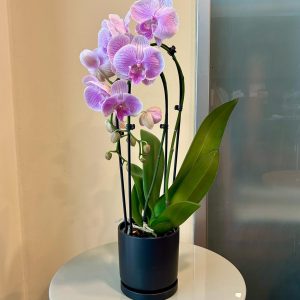 סחלב קשת בכלי שחור