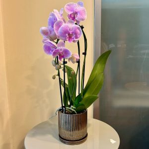 סחלב קשת בכלי זהב