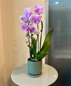 סחלב קשת בכלי ירוק