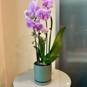 סחלב קשת בכלי ירוק