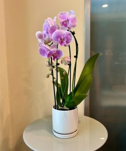 סחלב קשת בכלי לבן