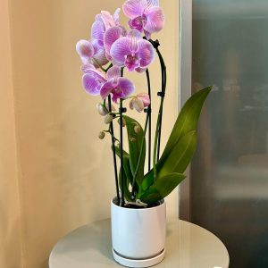 סחלב קשת בכלי לבן