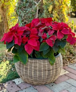 עציץ עגול נצרים