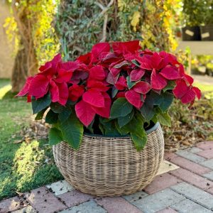 עציץ עגול נצרים