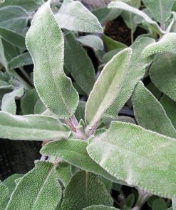 מרווה רפואית