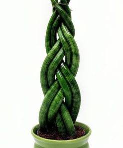 סנסיוורה צמה