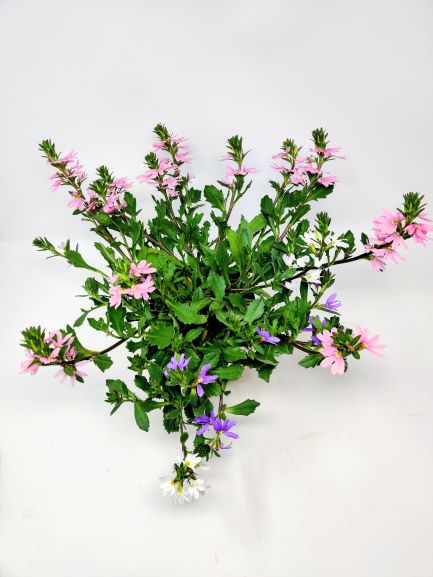 סקיוולה – תמונה 3