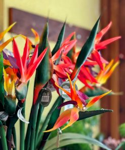 ציפור גן עדן מסיליקון