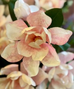 מגנוליה ורדרד