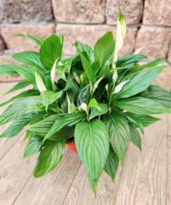 ספטיפיליום ננסי