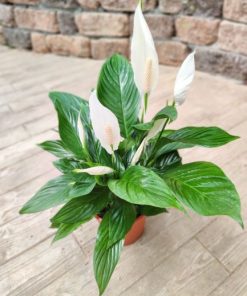 ספטיפיליום