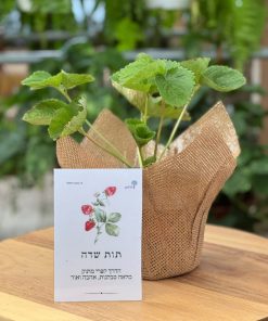 מארז תות שדה