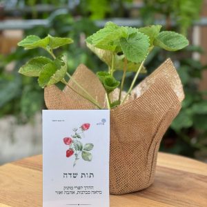 מארז תות שדה