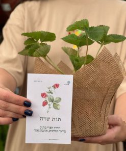 מארז תות שדה