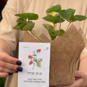 מארז תות שדה