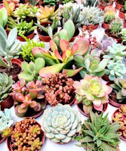 סקולנטים ע.5.5 ס"מ  יחידה