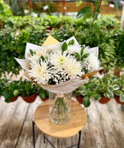 זר זריחה נוגה