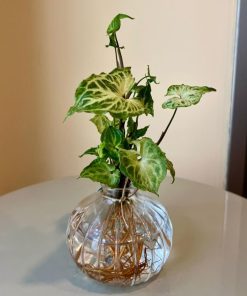 סינגוניום בזכוכית