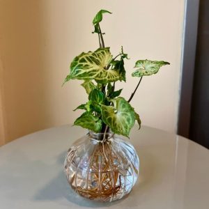 סינגוניום בזכוכית