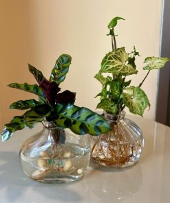 צמחי בית בכלי זכוכית