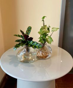 צמחי בית בכלי זכוכית