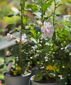 היביסקוס סורי