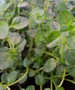 טימין (קורנית)