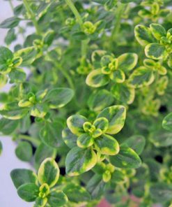 טימין לימוני (קורנית)