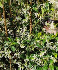 טרכלוספרמום בדלי