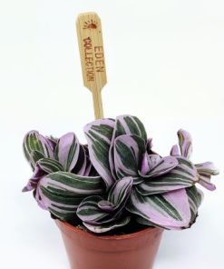 יהודי נודד נוק