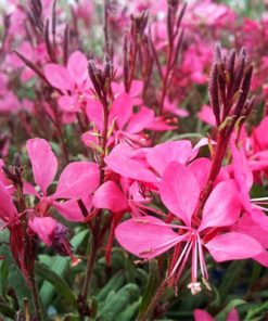 Alternative view of גאורה