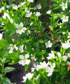 Alternative view of קופאה