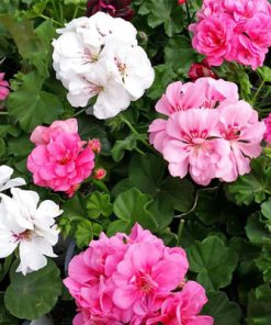 גרניום זוחל