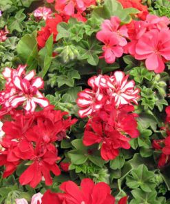 Alternative view of גרניום זוחל