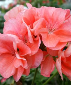 Alternative view of גרניום זקוף