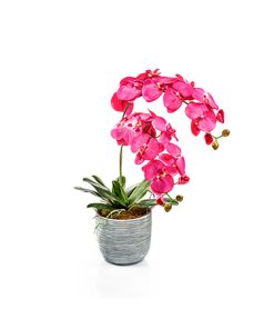 סחלב סינטטי פלנופסיס