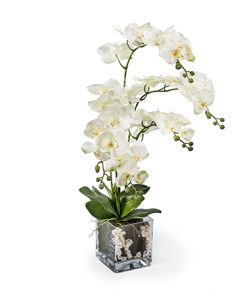 סחלב סינטטי פלנופסיס