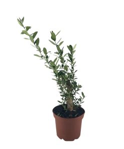 בונסאי זית ע.12