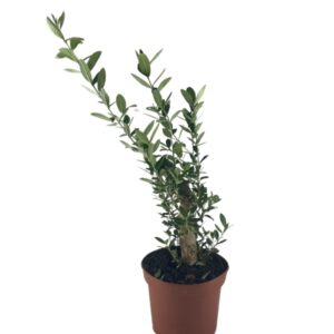 בונסאי זית ע.12