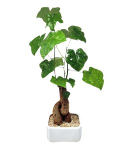 עץ אהבה בכלי קרמיקה