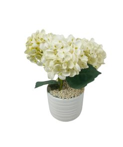 הורטנזיה מלאכותית לבנה