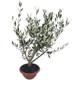 בונסאי זית ע.20